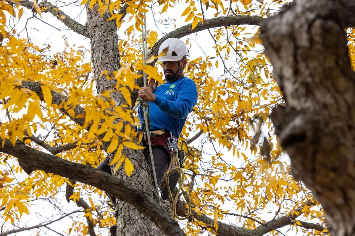 Skilled Tree Planing crew working in Bucyrus